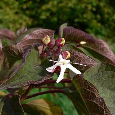 CLERODENDRUM TRICHOTOMUM